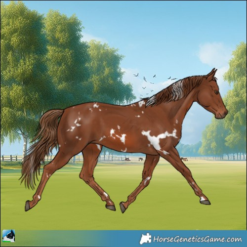 Horse Color:White Spotted Chestnut 