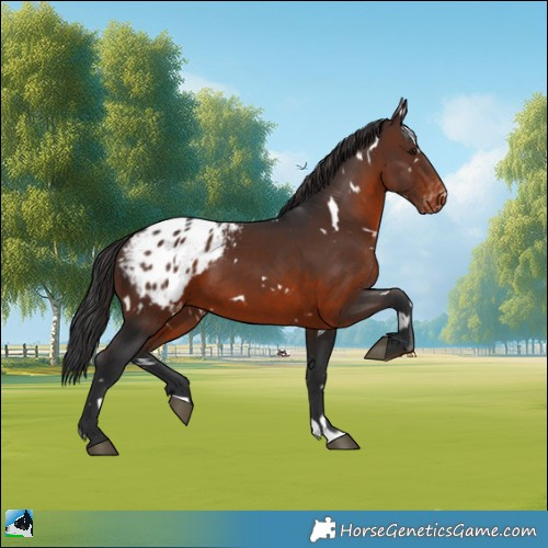 Horse Color:White Spotted Brown Appaloosa 