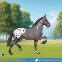 Horse Color:White Spotted Brown Appaloosa