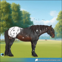 Horse Color:White Spotted Brown Blanket 