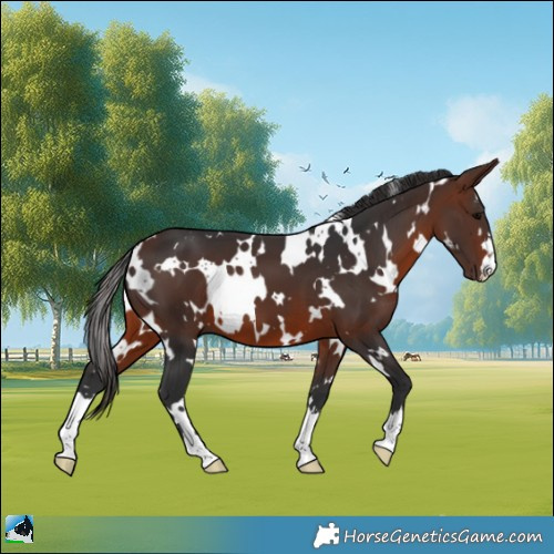 Horse Color:White Spotted Brown 