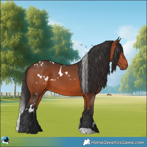 Horse Color:White Spotted Bay 