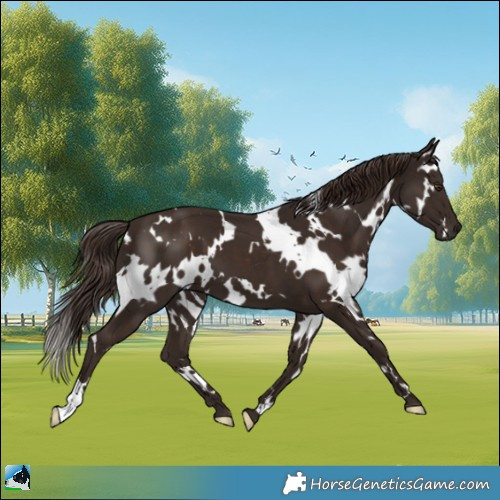 Horse Color:White Spotted Liver Chestnut 