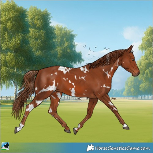 Horse Color:White Spotted Chestnut 