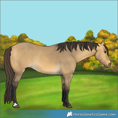 Horse Color:Buckskin Dun 