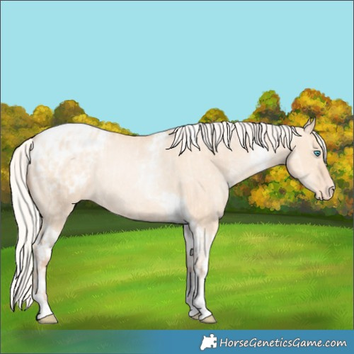 Horse Color:Silver Amber Champagne Pearl Dun Tobiano Appaloosa Rabicano  and Silver Amber Champagne Pearl Dun Tobiano Appaloosa Rabicano 