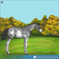 Horse Color:Blue Roan Splash