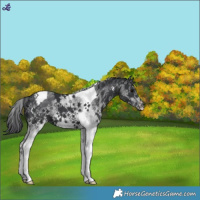 Horse Color:White Spotted Black Tobiano 