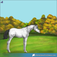 Horse Color:Blue Roan Splash Tobiano