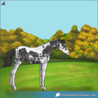 Horse Color:Black Splash Tobiano 