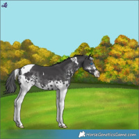 Horse Color:Black Splash Tobiano