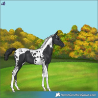 Horse Color:Black Tobiano