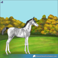 Horse Color:Blue Roan Splash Tobiano 