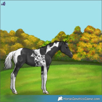 Horse Color:Black Tobiano