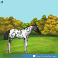 Horse Color:Midnight Blue Roan Tobiano Near Leopard