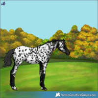 Horse Color:Midnight Black Near Leopard 