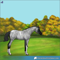 Horse Color:Midnight Blue Roan Tobiano Rabicano