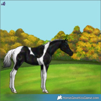 Horse Color:Midnight Black Tobiano