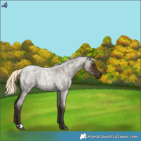 Horse Color:Midnight Palomino Roan