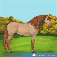 Horse Color:Red Dun 