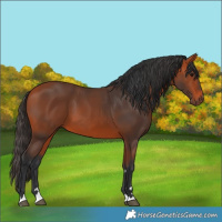 Horse Color:Bay 