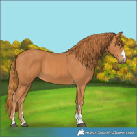 Horse Color:Chestnut 