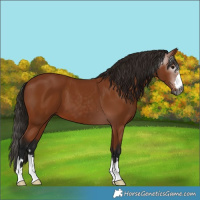 Horse Color:Gray Bay 