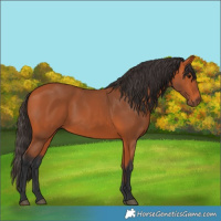 Horse Color:Bay 