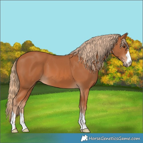 Horse Color:Chestnut 