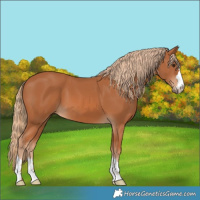 Horse Color:Chestnut 