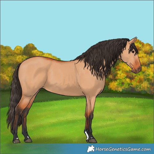 Horse Color:Bay Dun 