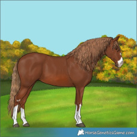 Horse Color:Chestnut 