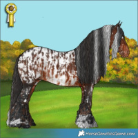 Horse Color:White Spotted Liver Chestnut and White Spotted Brown Appaloosa Rabicano