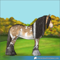 Horse Color:White Spotted Buckskin Dun Brindle