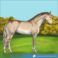 Horse Color:Chocolate Palomino Dun