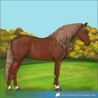 Horse Color:Chestnut 