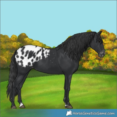 Horse Color:Black Appaloosa 