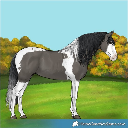 Horse Color:Grullo Splash Tobiano