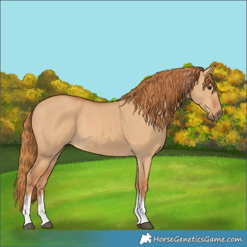 Horse Color:Red Dun Tobiano 