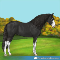Horse Color:White Spotted Liver Chestnut 