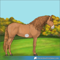 Horse Color:Chestnut Frame