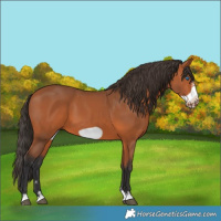 Horse Color:Bay Frame 