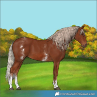 Horse Color:White Spotted Chestnut 