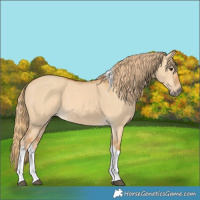 Horse Color:Red Dun Tobiano