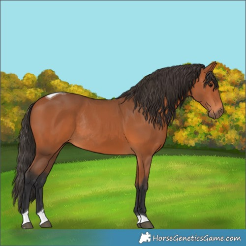 Horse Color:Bay Tobiano Rabicano 