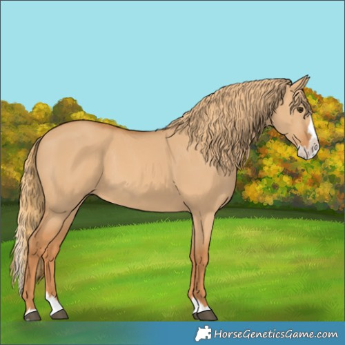 Horse Color:Red Dun Splash