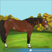 Horse Color:Gray Bay 