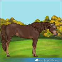 Horse Color:Gray Chestnut 
