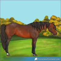 Horse Color:Bay 