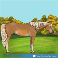 Horse Color:Gray Palomino 